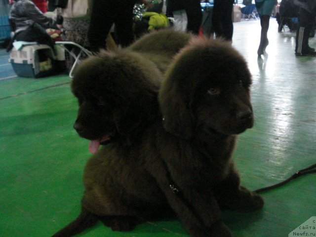 Фото: ньюфаундленд Аргонавт из Аркаима, ньюфаундленд Ангел Души Моей из Аркаима