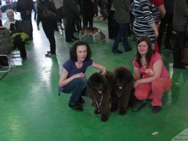 Фото: Анна Мельзенинова, ньюфаундленд Ангел Души Моей из Аркаима, ньюфаундленд Аргонавт из Аркаима