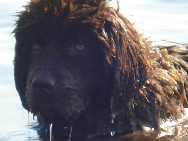 Фото: ньюфаундленд Ангел Души Моей из Аркаима