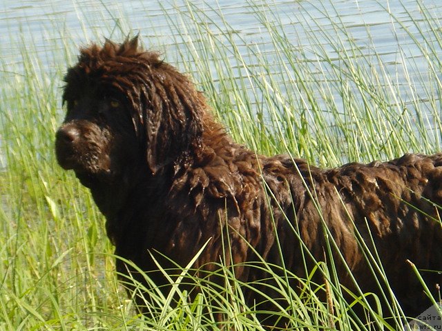 Фото: ньюфаундленд Ангел Души Моей из Аркаима