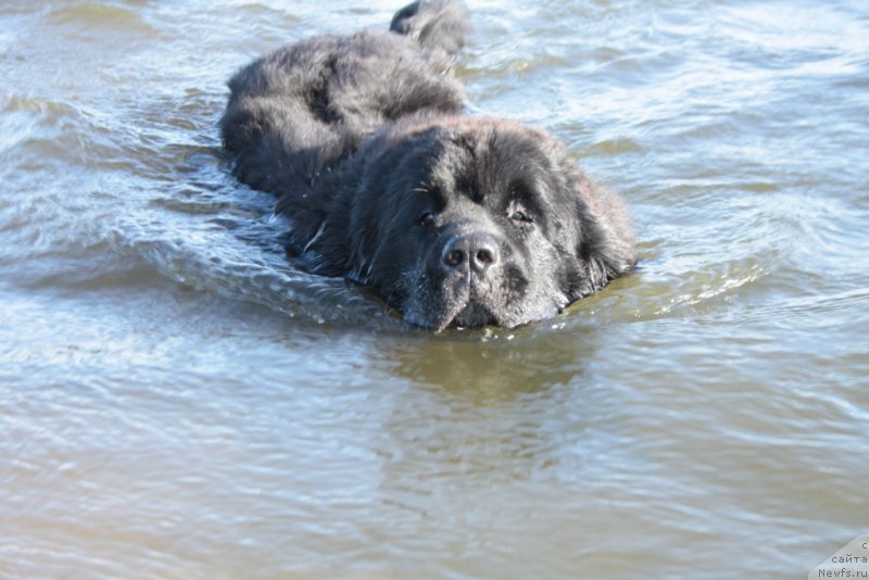 Фото: ньюфаундленд Янтарная Мечта