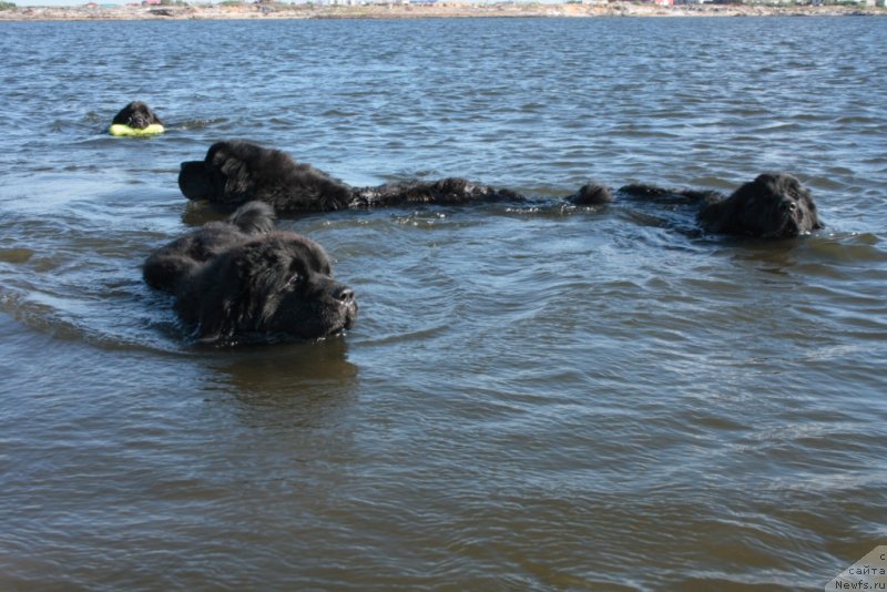 Фото: ньюфаундленд Янтарная Мечта, ньюфаундленд Ютуб Фор Ю, ньюфаундленд Юкка Фловер, ньюфаундленд Neretum Tribe Xagrid