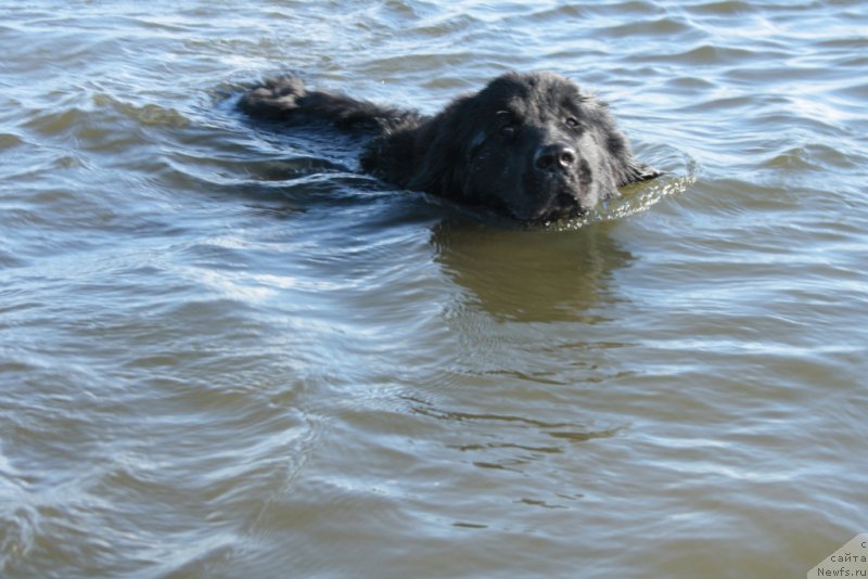 Фото: ньюфаундленд Юкка Фловер