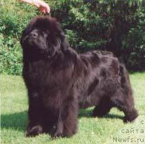 Фото: ньюфаундленд Aarnikarhun Galateia