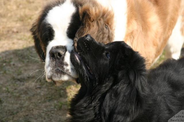 Фото: ньюфаундленд Сладкая Моя от Сибирского Медведя