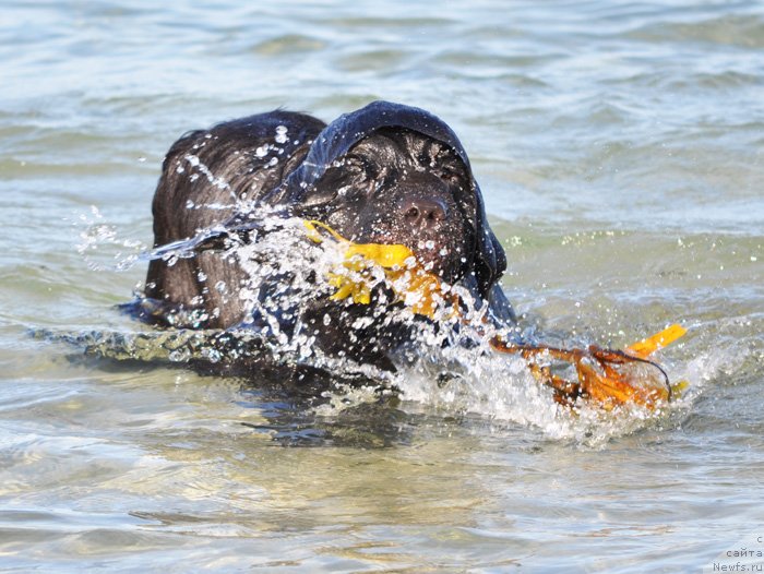 Фото: ньюфаундленд Бегущая по Волнам Дансинг Квин (Beguschaya po Volnam Dancing Queen)