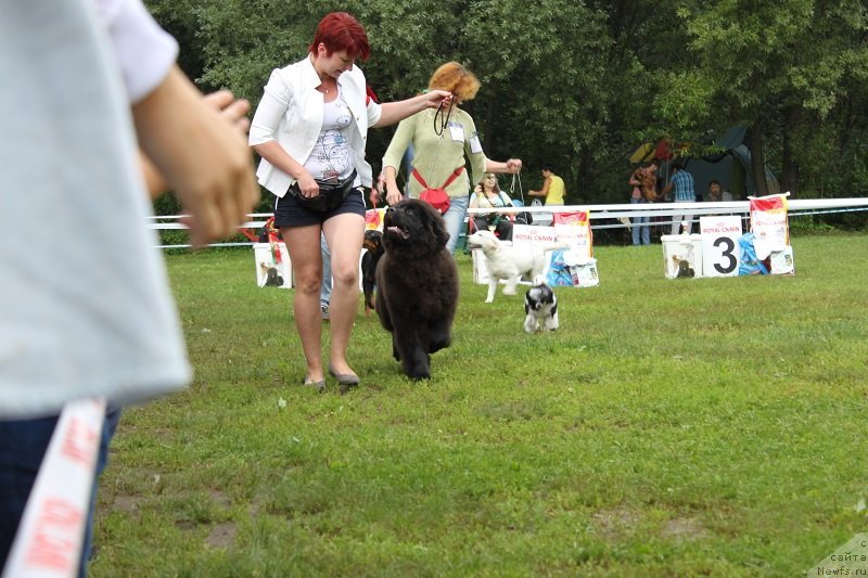 Фото: ньюфаундленд Леголас Сенежский Сын Ариадны