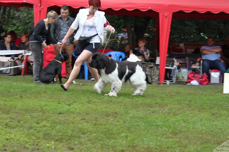 Фото: ньюфаундленд Искушение Моей Души (Iskushenie Moey Dushi)