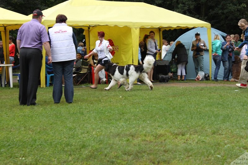 Фото: ньюфаундленд Искушение Моей Души (Iskushenie Moey Dushi)