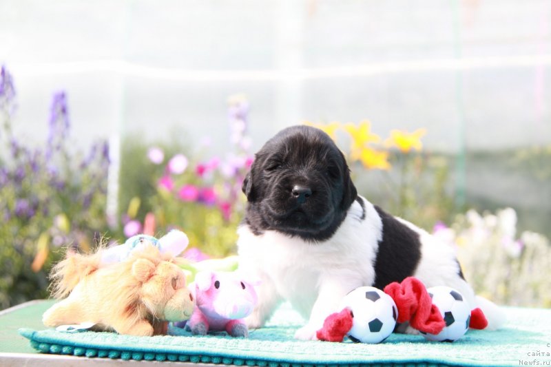 Фото: Аквиа Сонг Марио