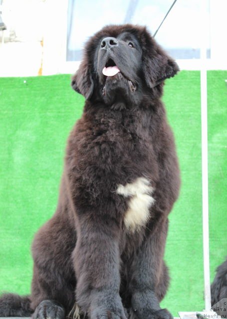 Фото: ньюфаундленд Акватория Келвин Щедривочка (Aquatoriya Kelvin Schedrivochka)