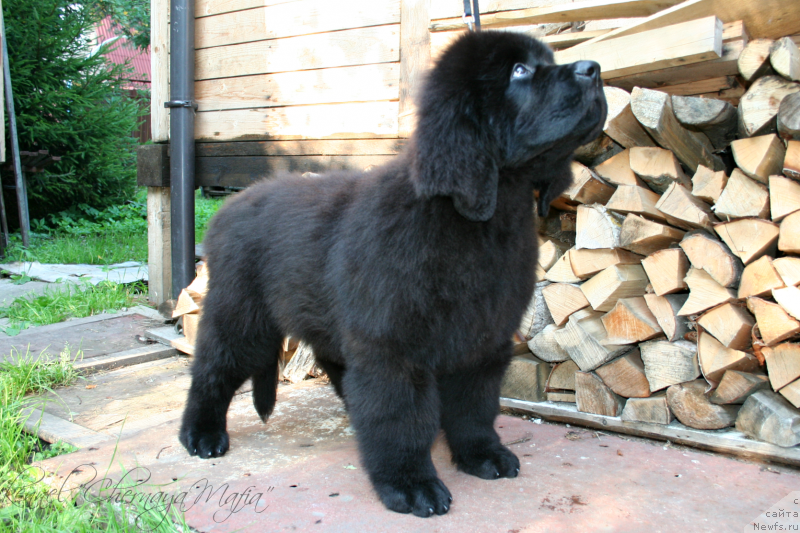 Фотография № 132253