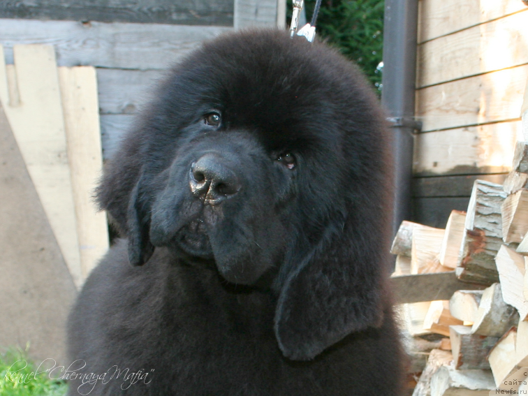 Фотография № 132256