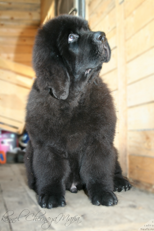 Фото: ньюфаундленд Черная Мафия Мове Уп Ин Тхе Ворлд (Chernaya Mafia Move Up In The World)