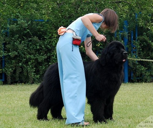 Фото: ньюфаундленд Topgallant's Brigadier