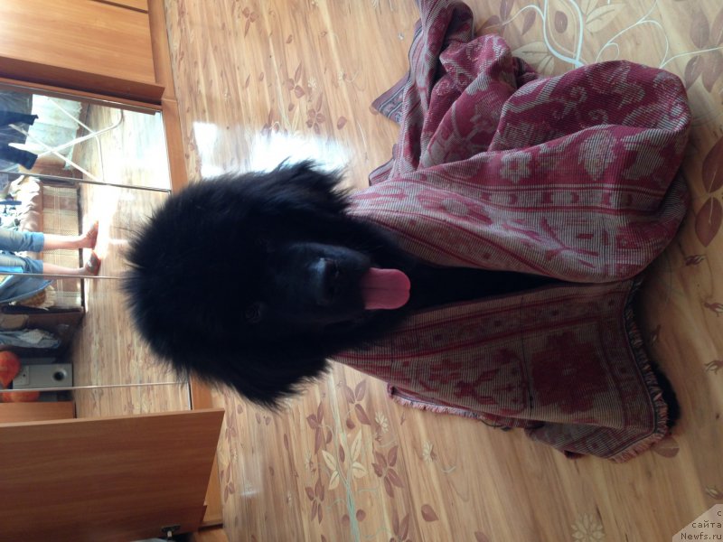 Фото: ньюфаундленд Белкондер-Клаб Кронос