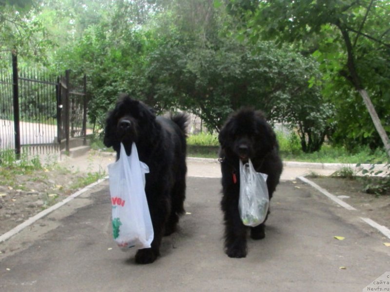 Фото: ньюфаундленд Сент Джонс Улла для Кара Аюлар (Sent Djons Ulla for Kara Ayular), ньюфаундленд Женевьев Гарни Ледэн