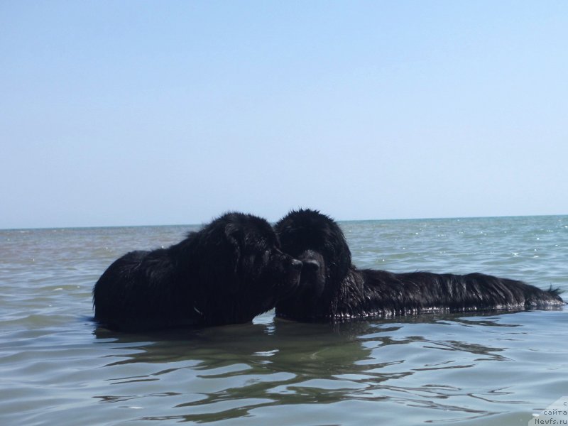 Фото: ньюфаундленд Кипер Соул Есаул (Keeper Soul Esaul), ньюфаундленд Лав Стори из Тихого Омута (Love Story iz Tihogo Omuta)