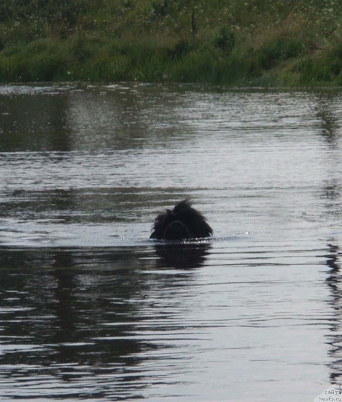 Фото: ньюфаундленд Севертан Рожденная Легендой