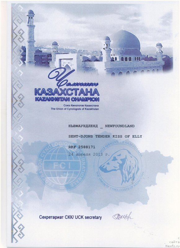 Фото: ньюфаундленд Сент Джонс Тендер Кисс оф Элли (Sent Djons Tender Kiss of Elly)