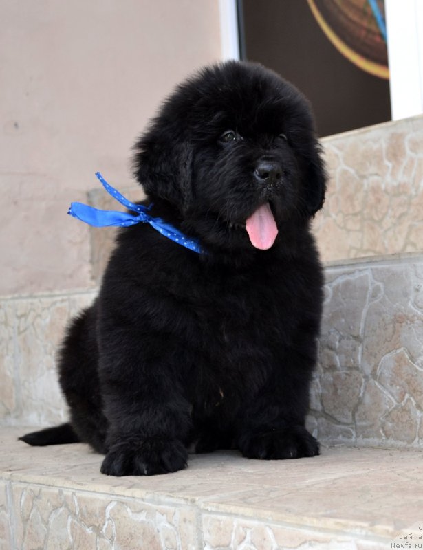 Фото: ньюфаундленд Империал Классик Айс оф Диамондс