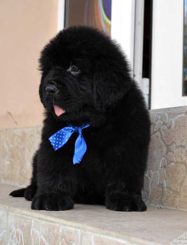 Фото: ньюфаундленд Империал Классик Айс оф Диамондс