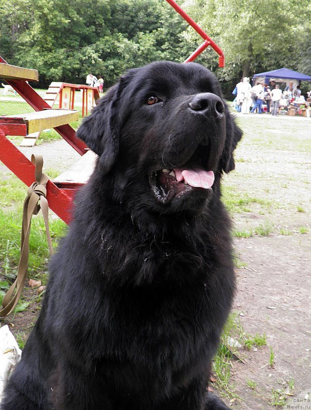 Фото: ньюфаундленд Чарльз Балу Блек Биар