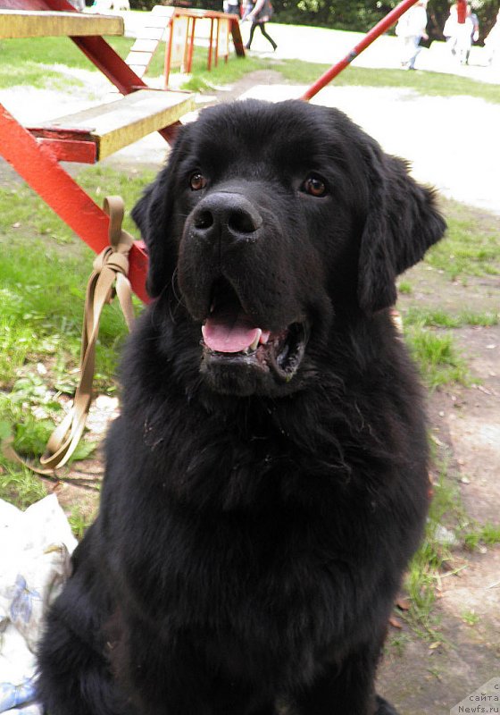 Фото: ньюфаундленд Чарльз Балу Блек Биар