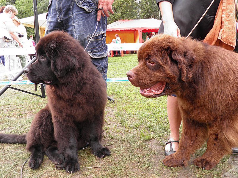 Фото: ньюфаундленд Леголас Сенежский Сын Ариадны, ньюфаундленд Чармер Денкам Бронз (Charmer Denkam Bronze)