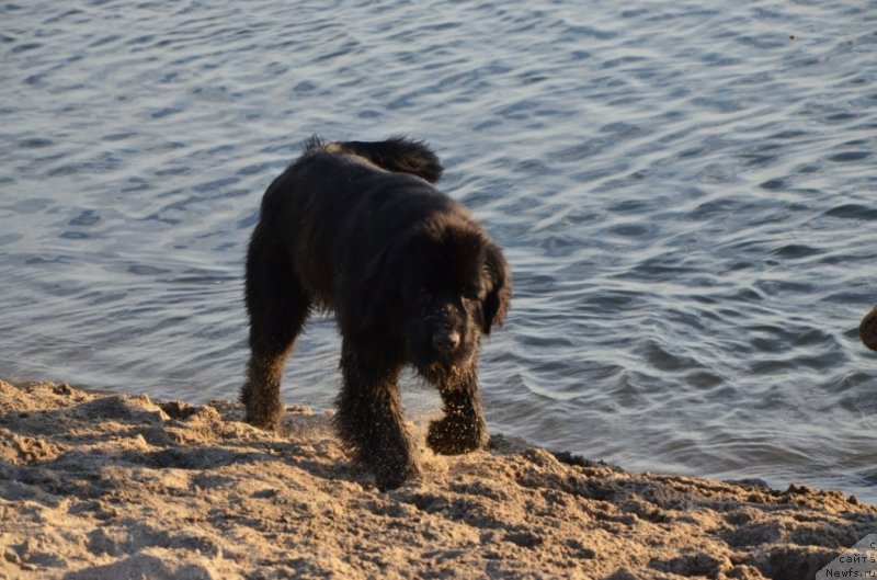 Фото: ньюфаундленд Би Перфект Арабелла