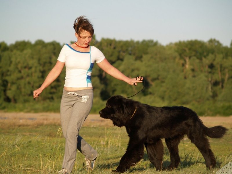 Фото: ньюфаундленд Би Перфект Арабелла, Ирина Павлова