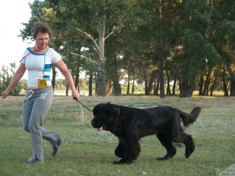 Фото: ньюфаундленд Би Перфект Арабелла, Ирина Павлова