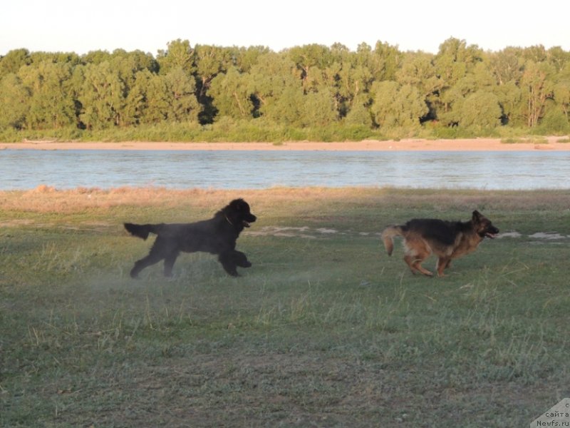 Фото: ньюфаундленд Би Перфект Арабелла, немецкая овчарка Бузя
