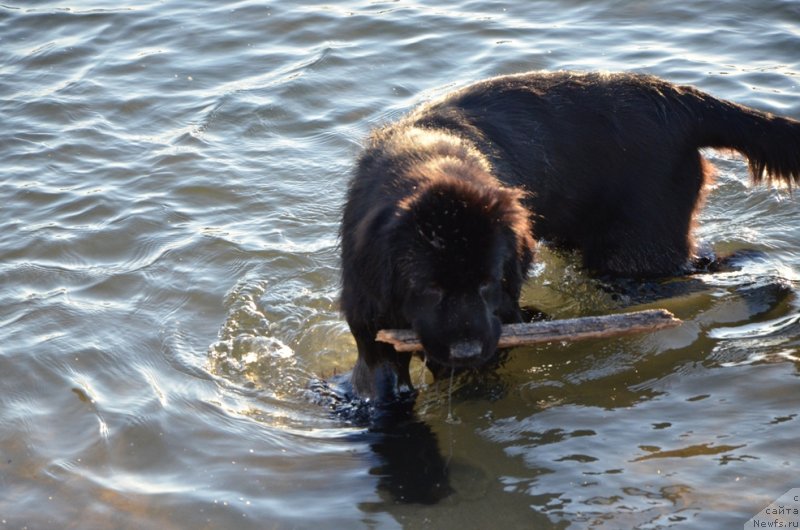Фото: ньюфаундленд Би Перфект Арабелла