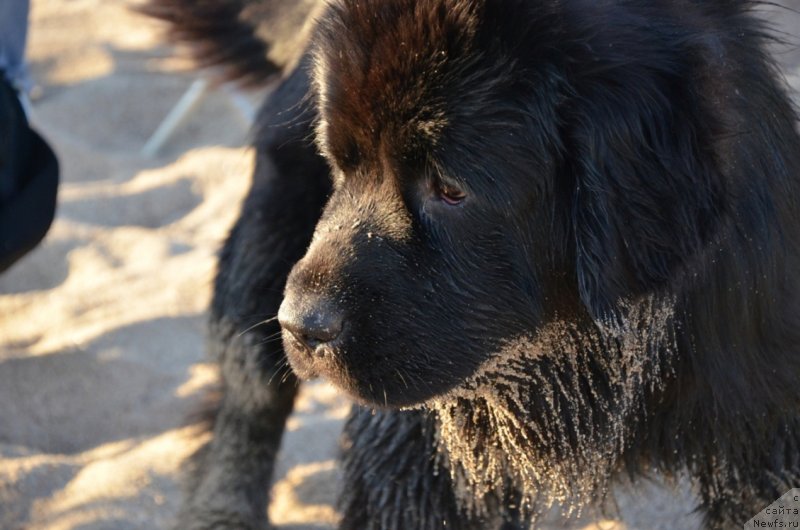 Фото: ньюфаундленд Би Перфект Арабелла