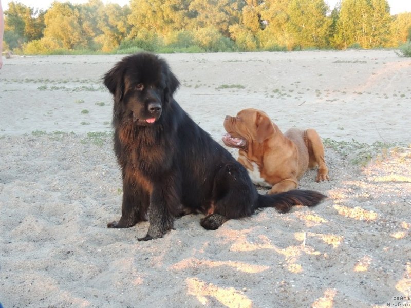 Фото: ньюфаундленд Би Перфект Арабелла, бордоский дог Амати
