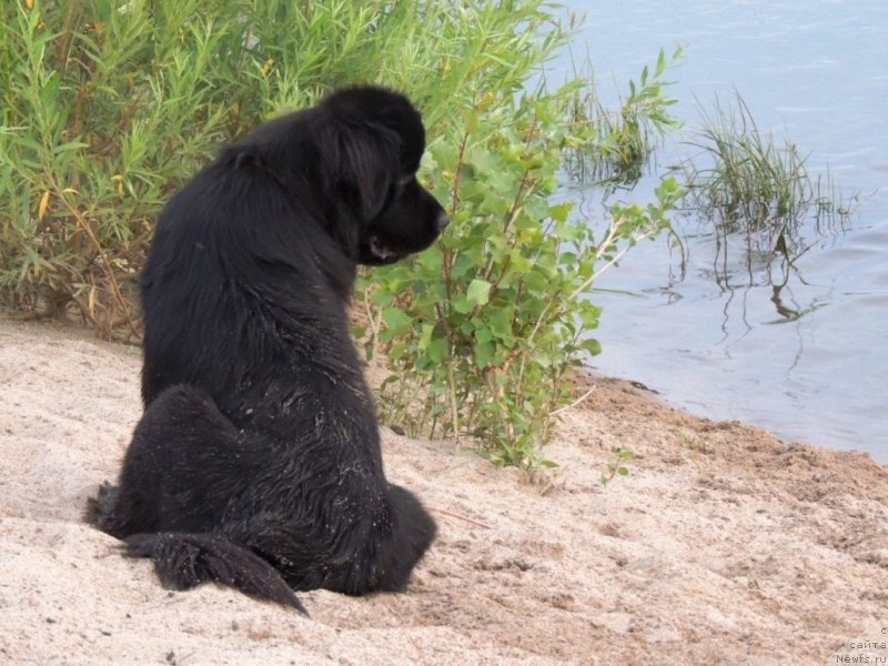 Фото: ньюфаундленд Би Перфект Арабелла
