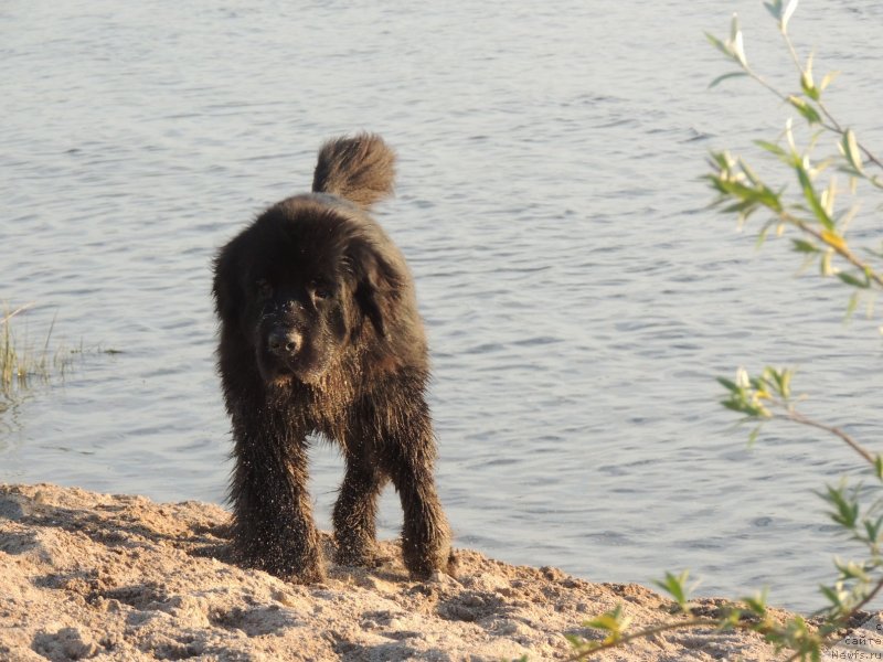 Фото: ньюфаундленд Би Перфект Арабелла