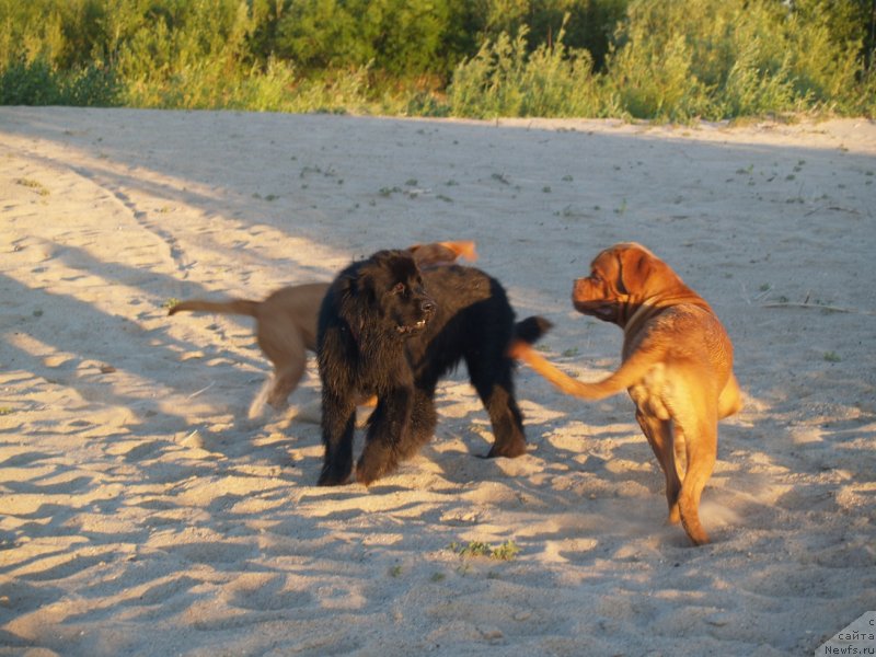 Фото: ньюфаундленд Би Перфект Арабелла, бордоский дог Амати