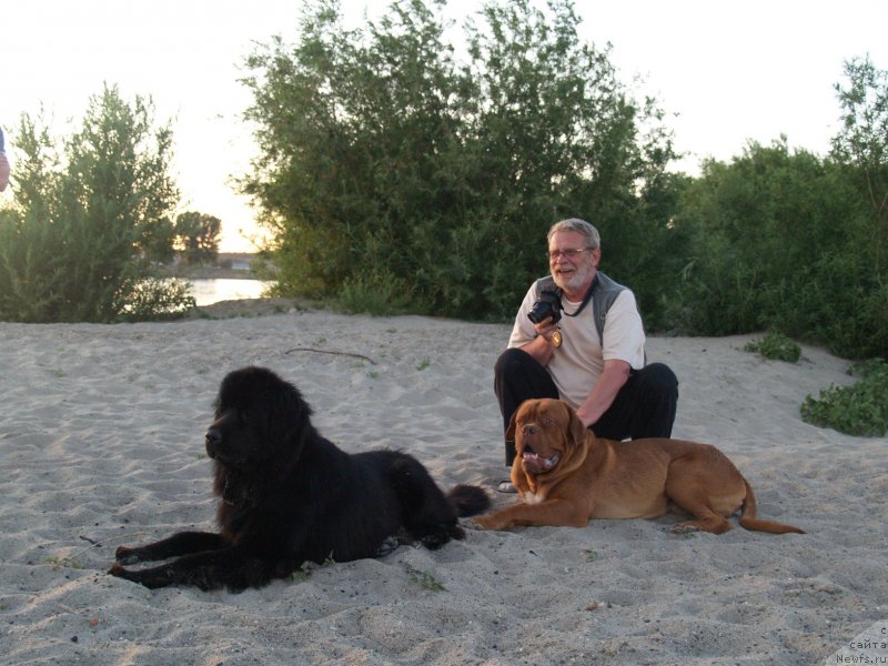 Фото: ньюфаундленд Би Перфект Арабелла, бордоский дог Амати