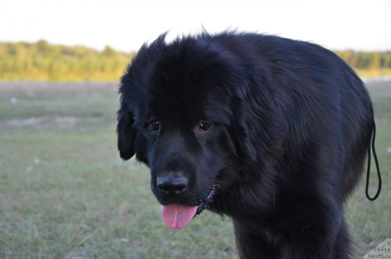 Фото: ньюфаундленд Би Перфект Арабелла