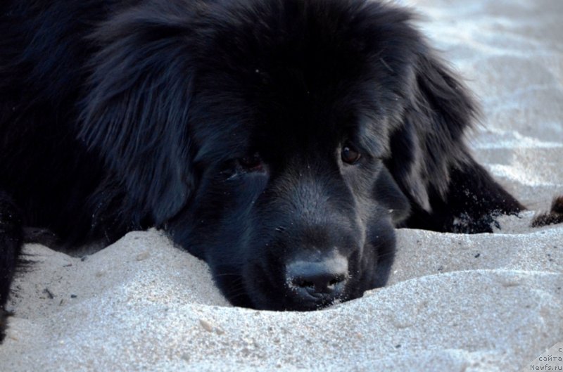 Фото: ньюфаундленд Би Перфект Арабелла