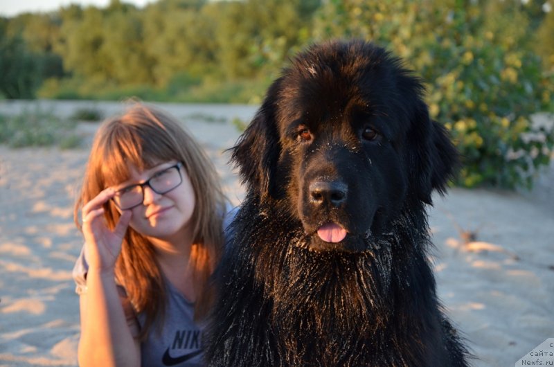Фото: ньюфаундленд Би Перфект Арабелла