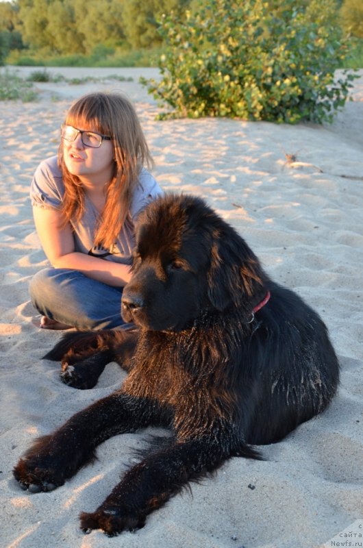 Фото: ньюфаундленд Би Перфект Арабелла