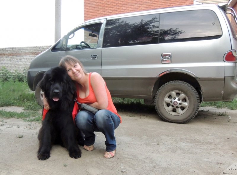 Фото: ньюфаундленд Би Перфект Арабелла, Ирина Павлова