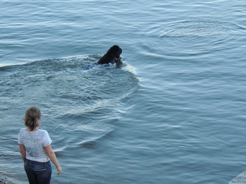 Фото: ньюфаундленд Би Перфект Арабелла, Ирина Павлова