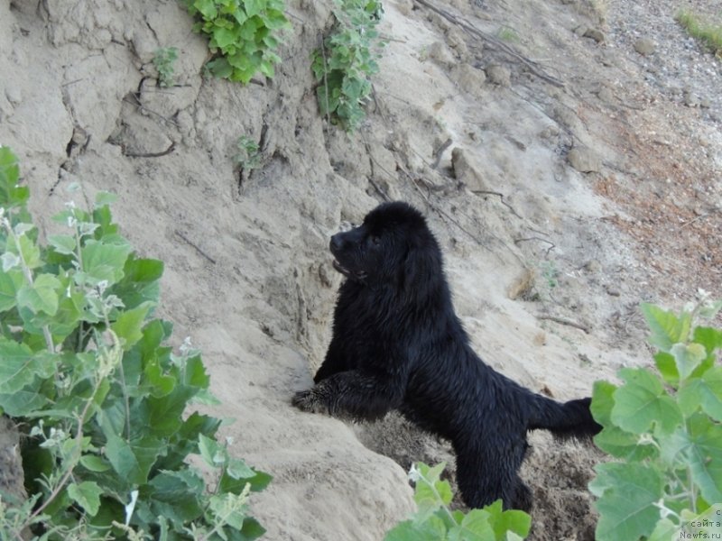 Фотография № 132323