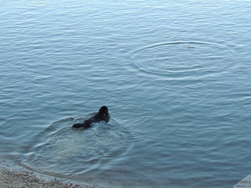 Фото: ньюфаундленд Би Перфект Арабелла