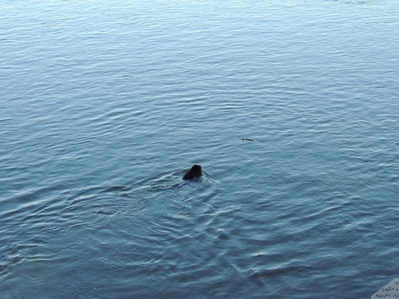 Фото: ньюфаундленд Би Перфект Арабелла