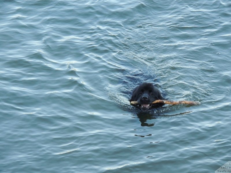 Фото: ньюфаундленд Би Перфект Арабелла